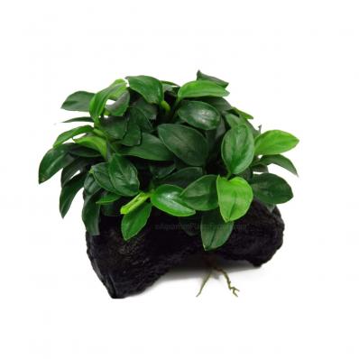 Анубиас Бартера карликовый  нана Петит (Anubias barteri var. nana Petite) миристемный Миристема