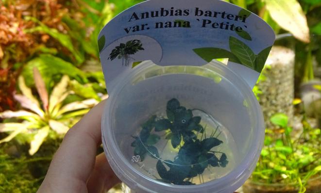 Анубиас Бартера карликовый  нана Петит (Anubias barteri var. nana Petite) миристемный