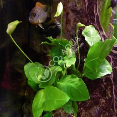 Анубиас разнолистный (Anubias heterophylla) меристема