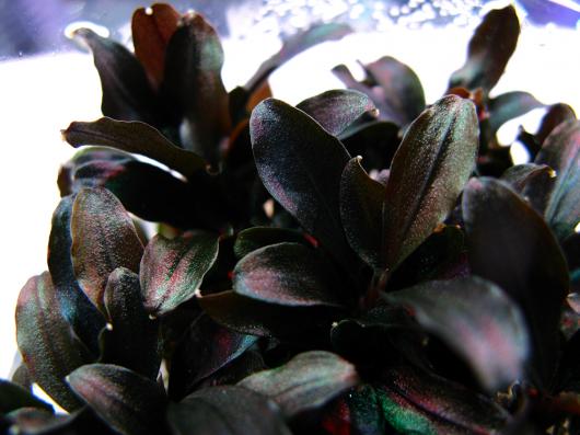Буцефаландра Миниатюрная красная меристемная (Bucephalandra sp. Red Mini)
