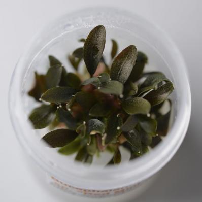 Буцефаландра Миниатюрная красная меристемная (Bucephalandra sp. Red Mini)