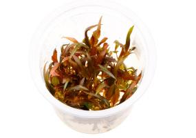 Криптокорина Вендта Ми Ойя (Cryptocoryne wendtii MI OYA) меристемная
