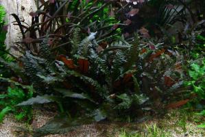 Криптокорина Вендта Ми Ойя (Cryptocoryne wendtii MI OYA) меристемная