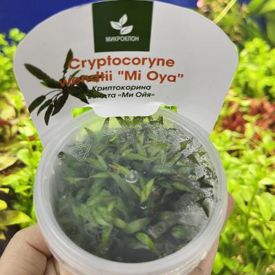 Криптокорина Вендта Ми Ойя (Cryptocoryne wendtii MI OYA) меристемная