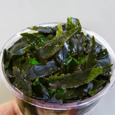 Криптокорина Вендта Тропика (Cryptocoryne wendtii Tropica) меристемная