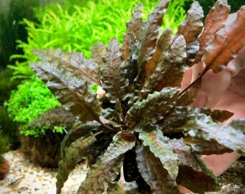 Криптокорина Вендта Тропика (Cryptocoryne wendtii Tropica) меристемная