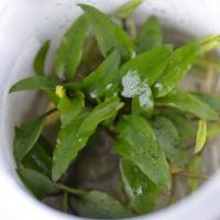 Криптокорина Вендта Зеленый Геккон "(Cryptocoryne Wendtii Green Gecko) меристемная