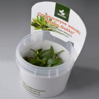 Криптокорина Вендта Зеленый Геккон "(Cryptocoryne Wendtii Green Gecko) меристемная