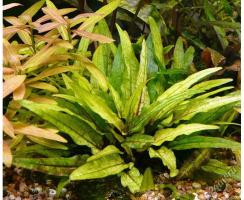 Криптокорина Вендта Зеленый Геккон "(Cryptocoryne Wendtii Green Gecko) меристемная