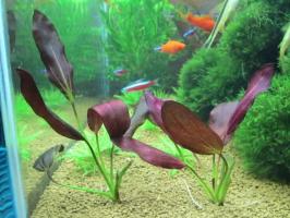 Эхинодорус Афлейм, Пылающее пламя (Echinodorus Aflame) меристемная