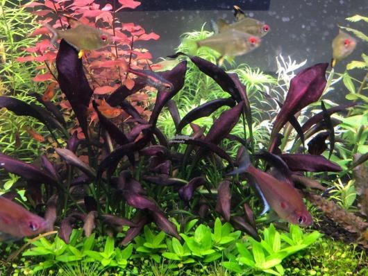Эхинодорус Афлейм, Пылающее пламя (Echinodorus Aflame) меристемная