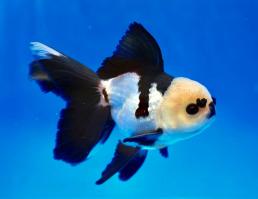 Золотая рыбка Оранда Панда (Goldfish Oranda panda)