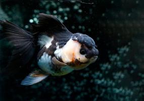 Золотая рыбка Оранда Панда (Goldfish Oranda panda)