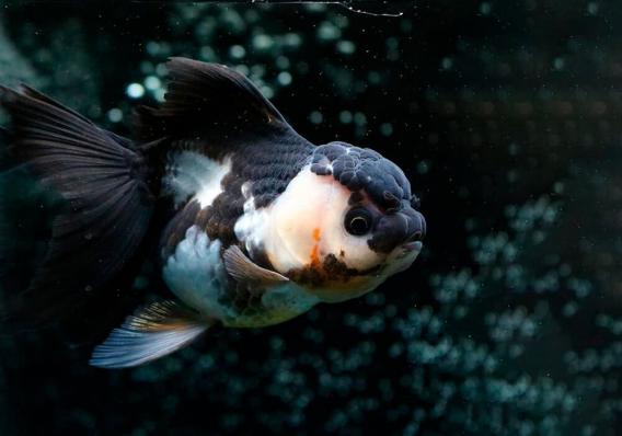 Золотая рыбка Оранда Панда (Goldfish Oranda panda)