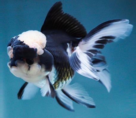 Золотая рыбка Оранда Панда (Goldfish Oranda panda)