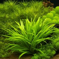 Эхинодорус квадрикостатус или четырехреберный (Echinodorus quadricostatus) меристема