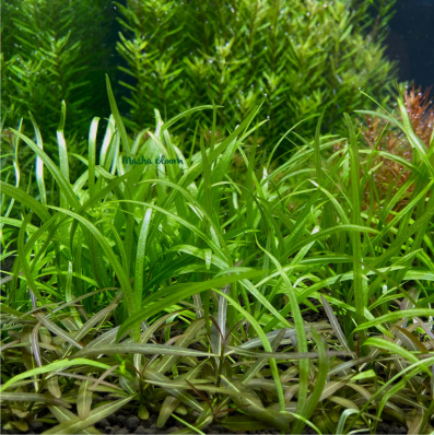 Эхинодорус квадрикостатус или четырехреберный (Echinodorus quadricostatus) меристема