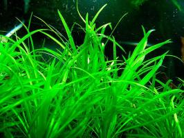 Эхинодорус тенеллус, нежный (Echinodorus tenellus) меристемный