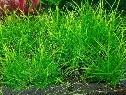 Эхинодорус  тенеллус, нежный (Echinodorus tenellus) меристемный