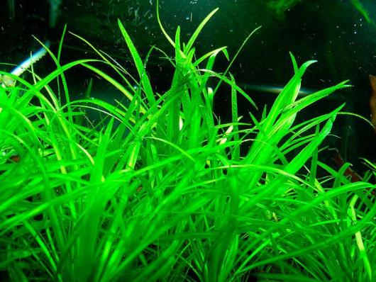 Эхинодорус  тенеллус, нежный (Echinodorus tenellus) меристемный