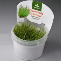 Элеохарис Парвула (Eleocharis parvula) меристемный