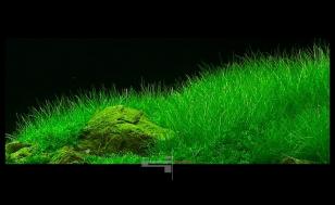 Элеохарис Парвула (Eleocharis parvula) меристемный