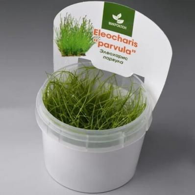Элеохарис Парвула (Eleocharis parvula) меристемный