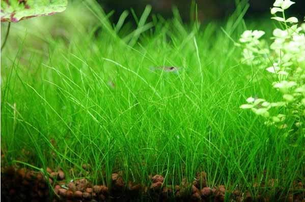 Элеохарис Парвула (Eleocharis parvula) меристемный