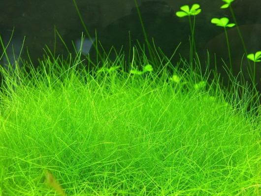 Элеохарис Парвула мини  (Eleocharis parvula Mini) меристемный