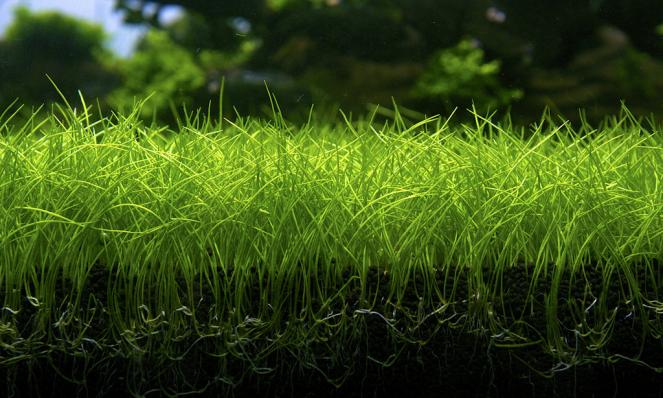 Элеохарис Парвула мини  (Eleocharis parvula Mini) меристемный
