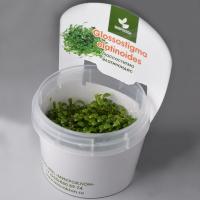 Глоссостигма элатиноидес, повойничковая  (Glossostigma elatinoides )  меристемный