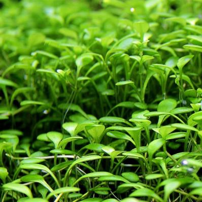 Глоссостигма элатиноидес, повойничковая  (Glossostigma elatinoides )  меристемный