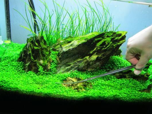 Глоссостигма элатиноидес, повойничковая  (Glossostigma elatinoides )  меристемный