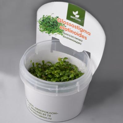 Глоссостигма элатиноидес, повойничковая  (Glossostigma elatinoides )  меристемный