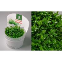 Гратиола висцидула  (Gratiola viscidula) меристемная