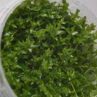 Гратиола висцидула  (Gratiola viscidula) меристемная