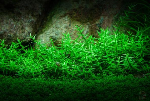 Гратиола висцидула  (Gratiola viscidula) меристемная