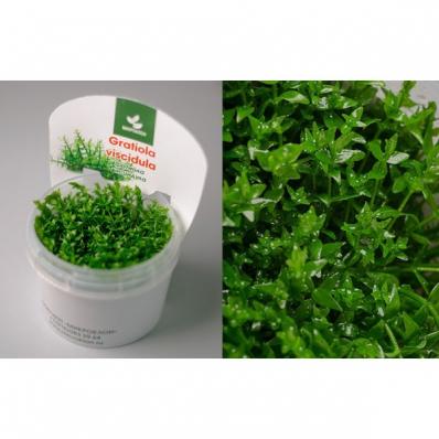 Гратиола висцидула  (Gratiola viscidula) меристемная