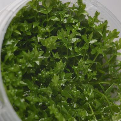 Гратиола висцидула  (Gratiola viscidula) меристемная