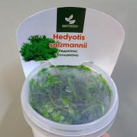 Хедиотис Зальцмана (Hedyotis salzmannii ) меристемный
