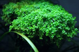 Хемиантус  Каллитрихоидес Куба (Hemianthus сallitrichoides Cuba)      меристемный