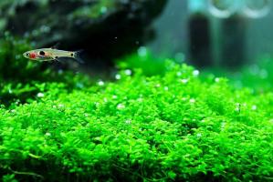 Хемиантус  Каллитрихоидес Куба (Hemianthus сallitrichoides Cuba)      меристемный