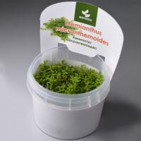 Хемиантус  Каллитрихоидес Куба (Hemianthus сallitrichoides Cuba)      меристемный