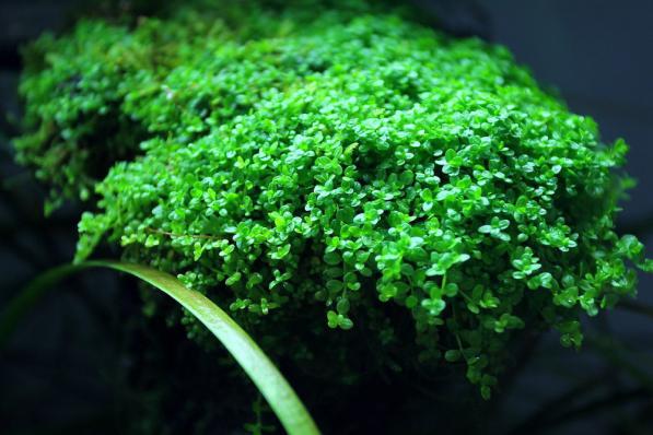 Хемиантус  Каллитрихоидес Куба (Hemianthus сallitrichoides Cuba)      меристемный