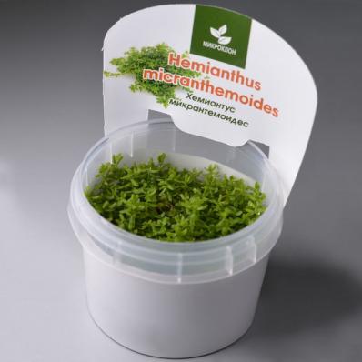 Хемиантус  Каллитрихоидес Куба (Hemianthus сallitrichoides Cuba)      меристемный