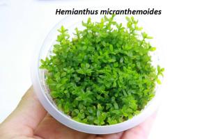 Хемиантус микрантемоидес (Hemianthus micranthemoides)  меристема