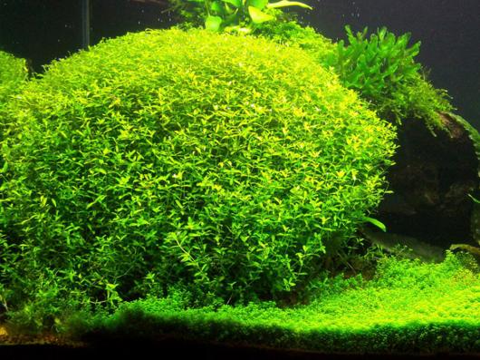 Хемиантус микрантемоидес (Hemianthus micranthemoides)  меристема