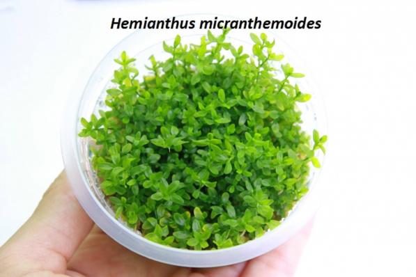 Хемиантус микрантемоидес (Hemianthus micranthemoides)  меристема