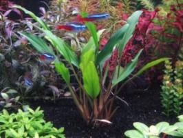 Хомаломена Секадау Саут (Homalomena sp. Sekadau South) меристемная
