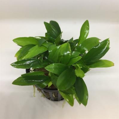 Хомаломена Секадау Саут (Homalomena sp. Sekadau South) меристемная